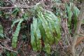 Asplenium scolopendrium